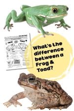 Frogs vs Toads — Free Printable Science Activity for Elementary Classrooms