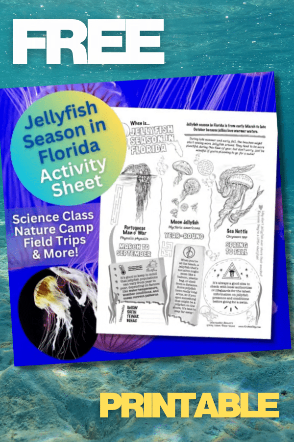 Whether you’re planning a beach day, a nature walk, or a class discussion about ocean life, this post will help you understand when jellyfish are most common and how to stay safe.