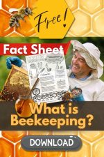 Buzz-Worthy Classroom Freebie: Beekeeping Print-and-Go for K–3Auto Draft