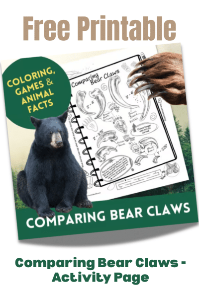 If you’re looking for a simple, engaging STEM activity that gets students measuring, comparing, and thinking like scientists, this Comparing Bear Claws Activity Page is a fun and effective choice. Designed with elementary learners in mind, this printable invites students to explore size, length, and comparison skills using a real-world wildlife theme that naturally sparks curiosity.