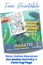 Free West Indian Manatee Facts + Word Scramble Activity