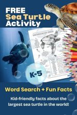 FREE Sea Turtle Activity for Kids 🐢 | Ocean Worksheet + Word Search
